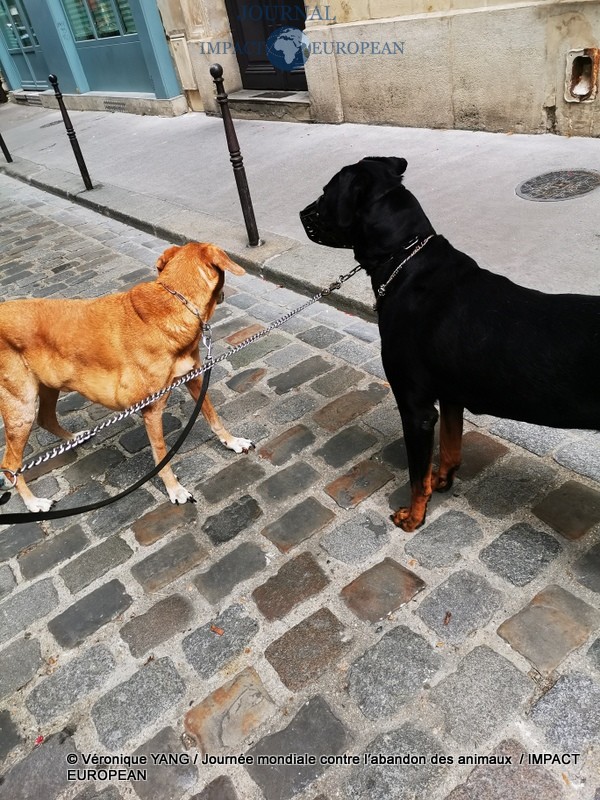 Journée mondiale contre l’abandon des animaux de compagnie