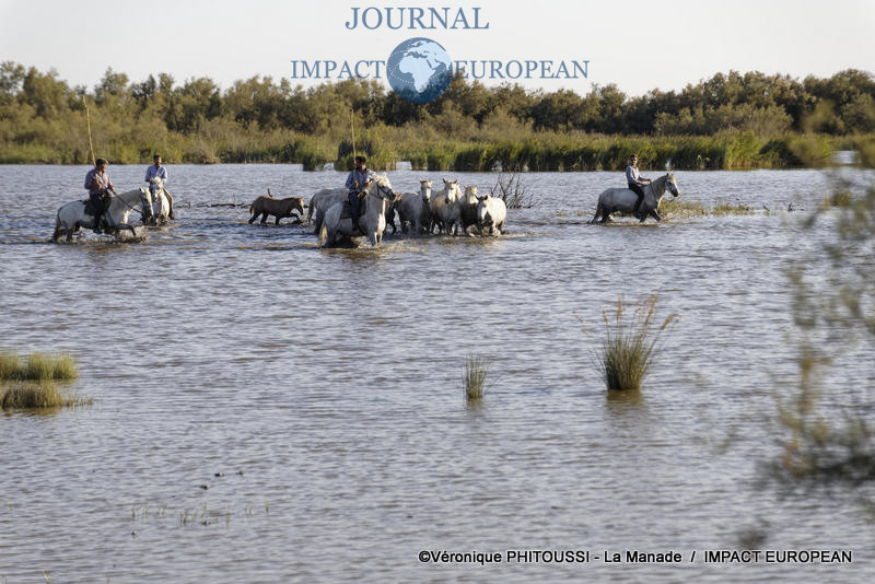 Roussataïo en Pays, les Juments de la Petite Camargue