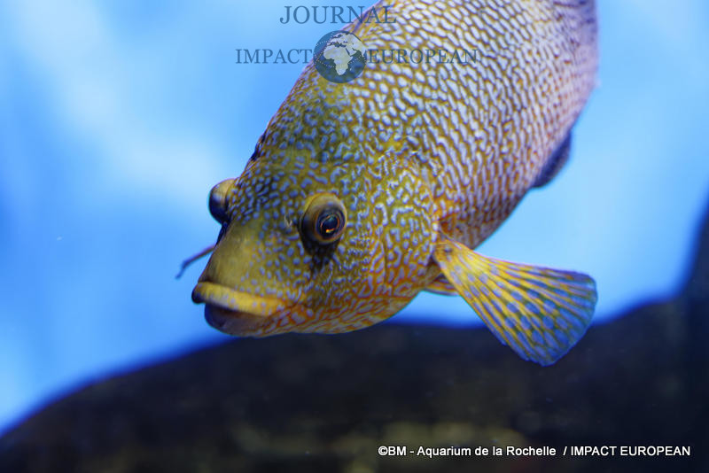 aquarium la rochelle 02