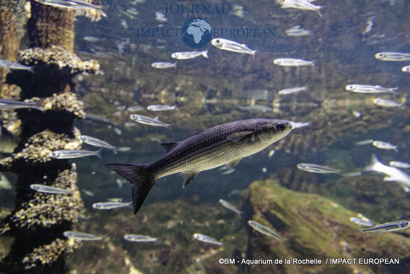 aquarium la rochelle 03