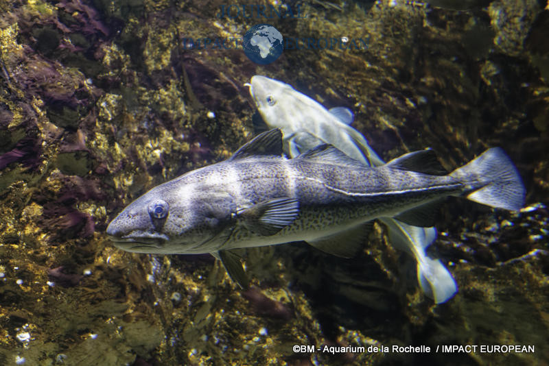 aquarium la rochelle 04