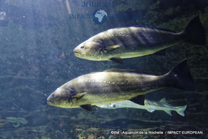 aquarium la rochelle 06