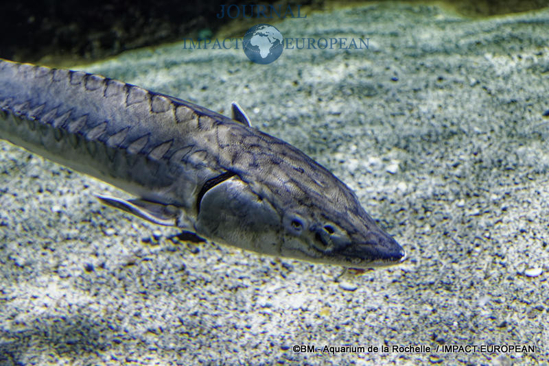 aquarium la rochelle 07