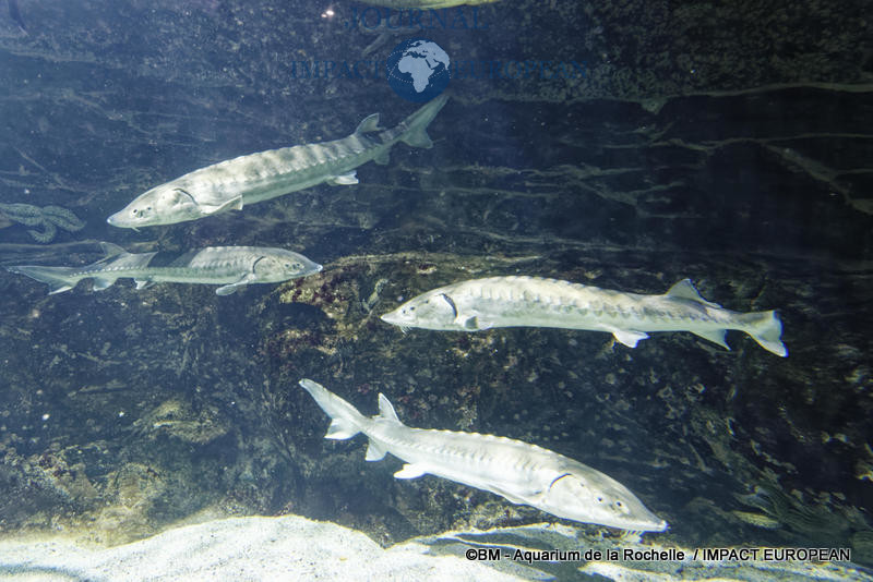 aquarium la rochelle 09