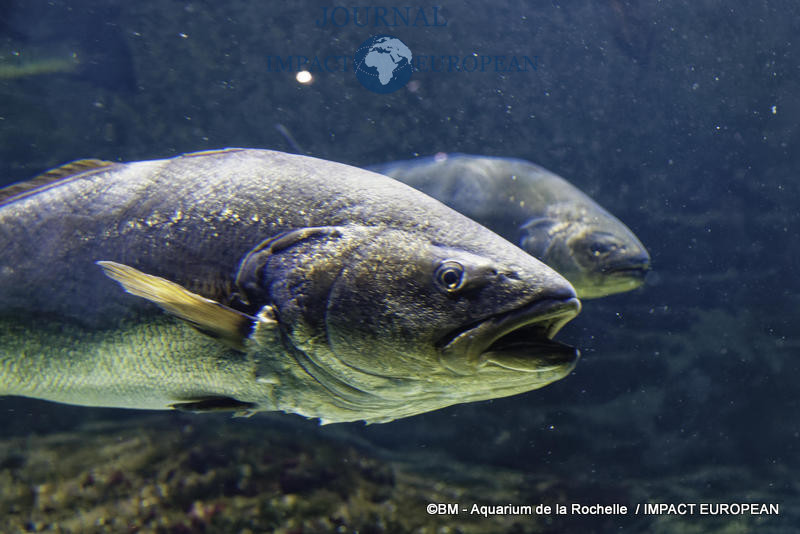 aquarium la rochelle 10