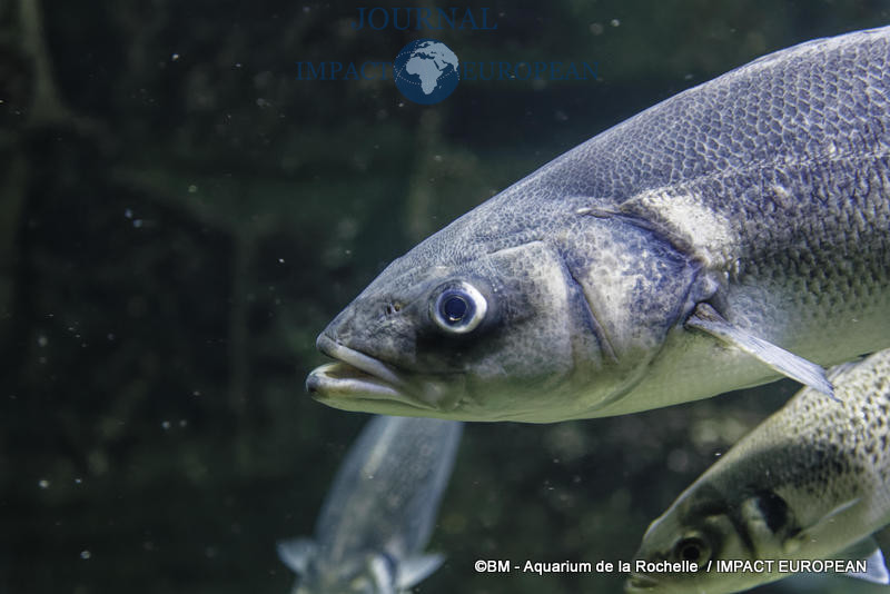 aquarium la rochelle 14