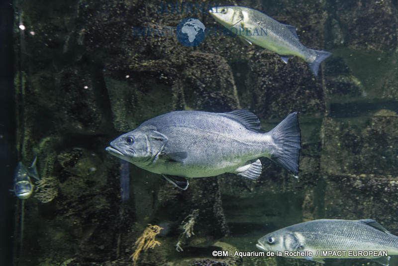 aquarium la rochelle 15