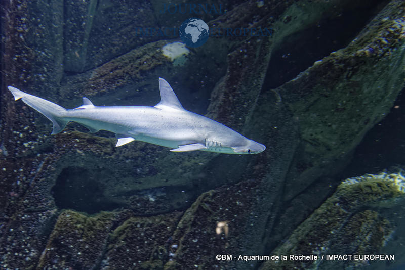 aquarium la rochelle 17