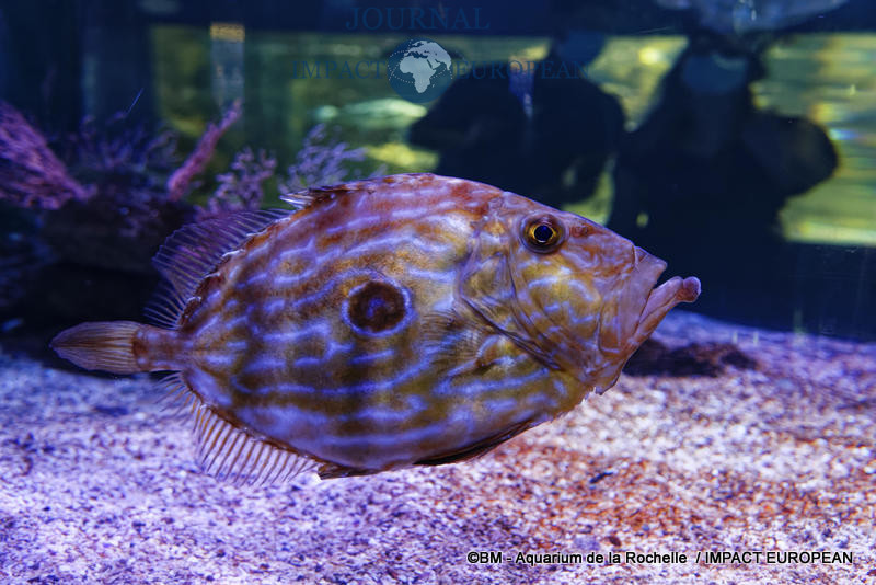 aquarium la rochelle 21