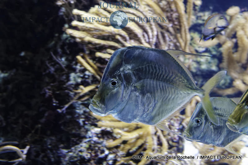 aquarium la rochelle 26