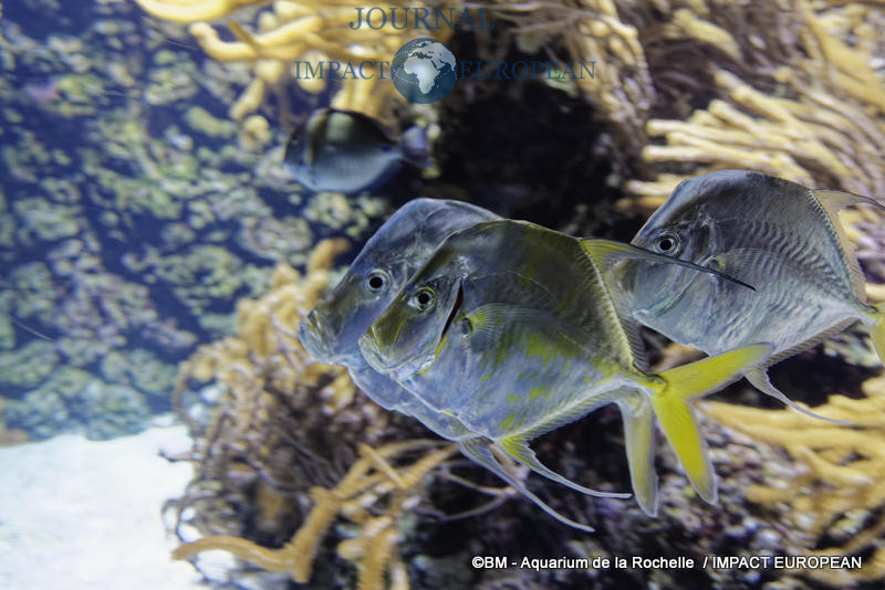 aquarium la rochelle 28