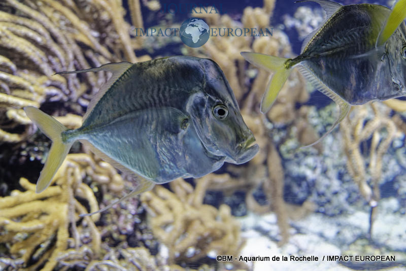 aquarium la rochelle 29