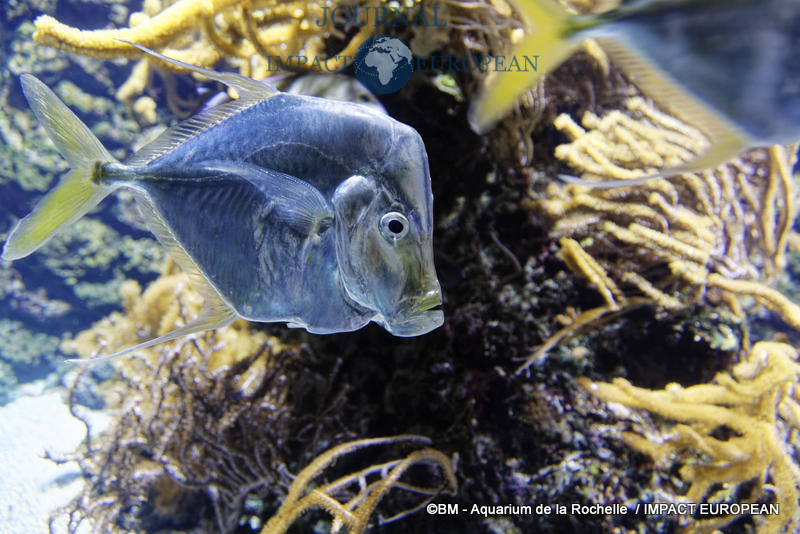 aquarium la rochelle 30