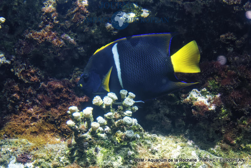 aquarium la rochelle 34