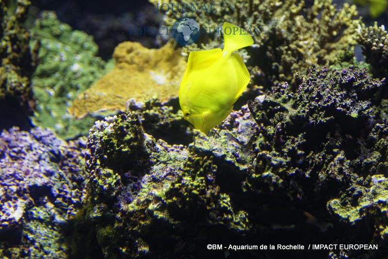 aquarium la rochelle 36