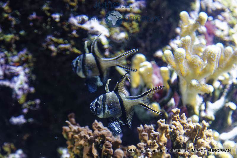 aquarium la rochelle 38