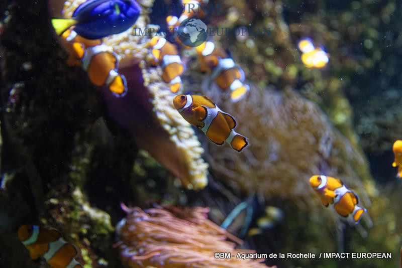 aquarium la rochelle 40