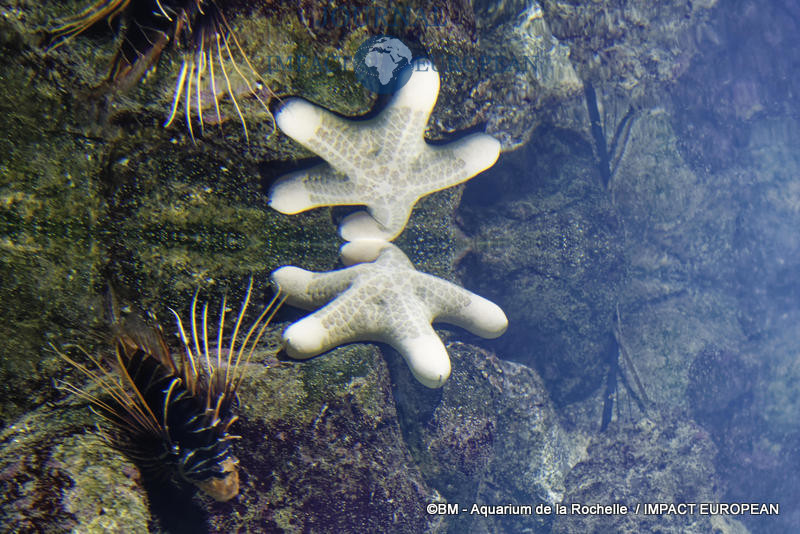 aquarium la rochelle 42