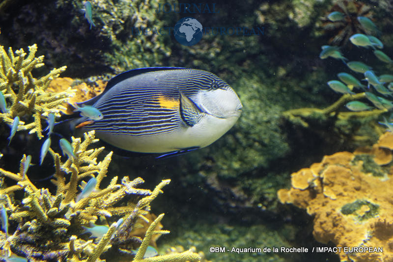 aquarium la rochelle 46