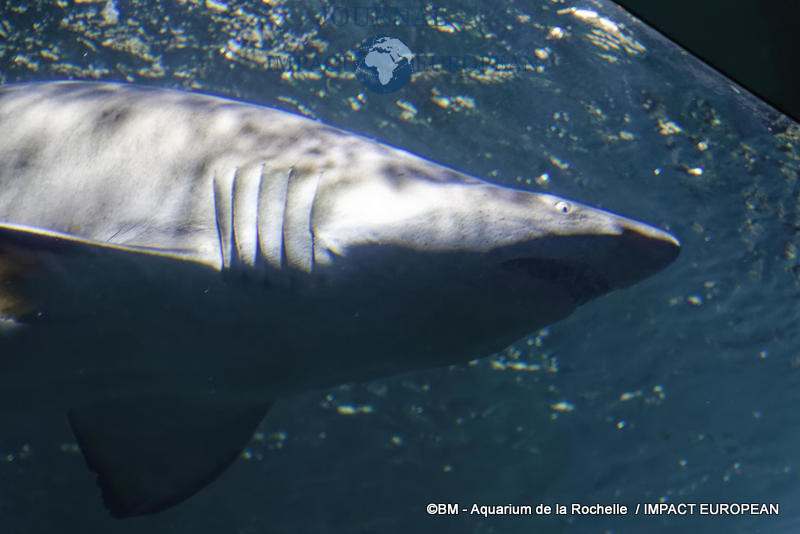 aquarium la rochelle 54