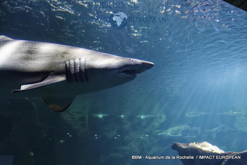 aquarium la rochelle 58