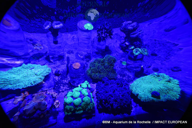 aquarium la rochelle 65