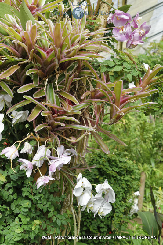 parc floral de la court d'aron 08