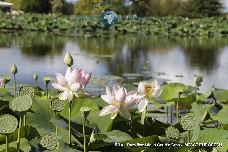 parc floral de la court d'aron 21