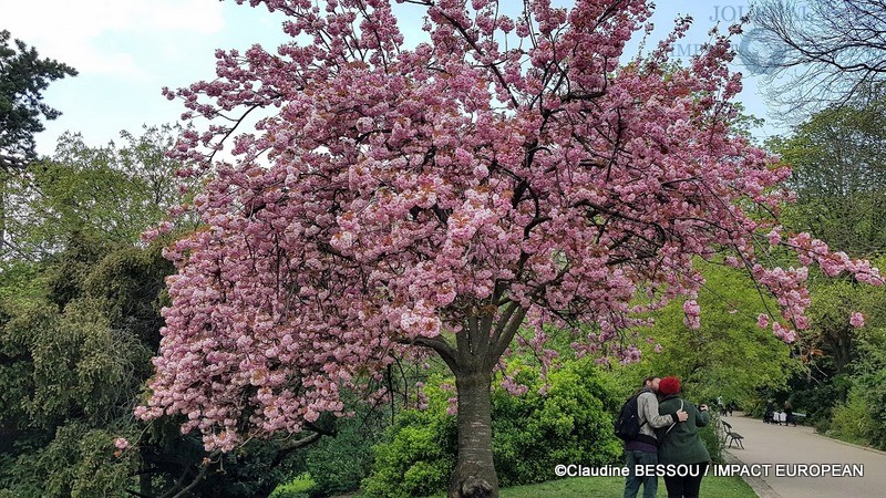 Hanami « Regarder les Fleurs » ou la « Contemplation des Cerisiers »