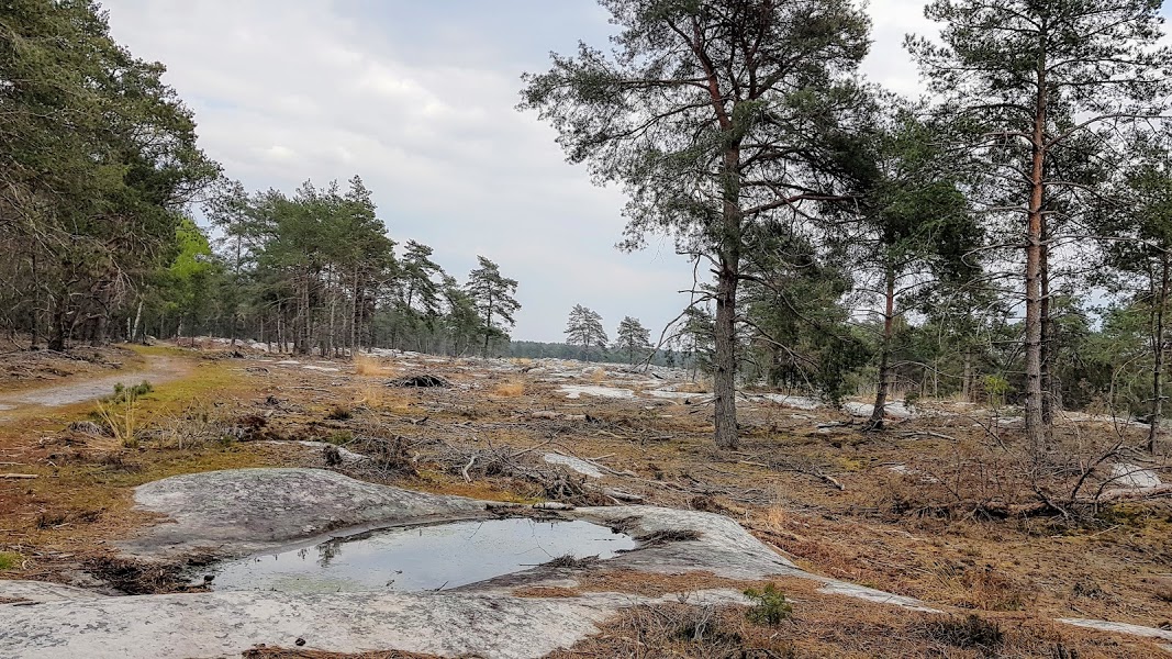 Randonnée en « Forêt de Fontainebleau » une Forêt d’exception