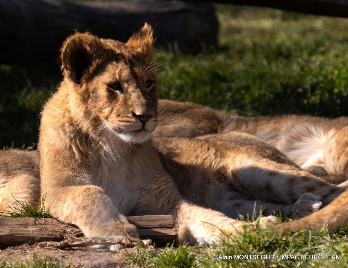 AFRICAN SAFARI ABRITE DES ESPECES MENACEES D’EXTINCTION