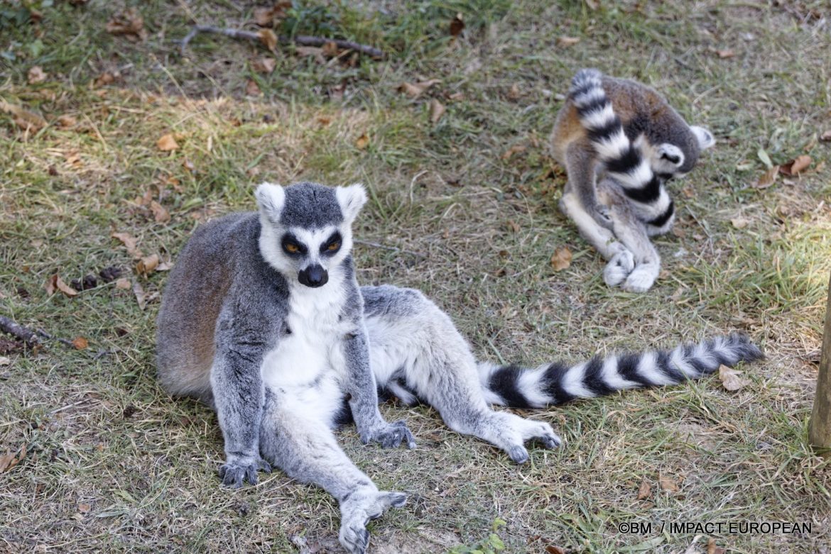 LES ANIMAUX SAUVAGES DANS LEUR MILIEU NATUREL SANS QUITTER L’ILE DE FRANCE