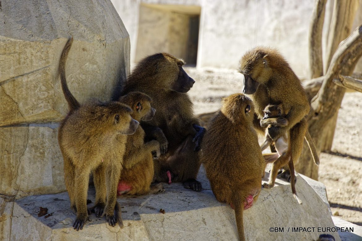 DU NOUVEAU AU PARC ZOOLOGIQUE DE PARIS