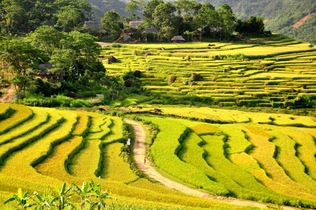 Pu Long Vietnam - paddy field