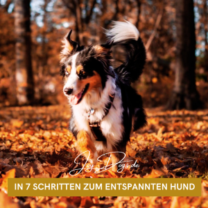 Trainingsplan für einen entspannten Hund