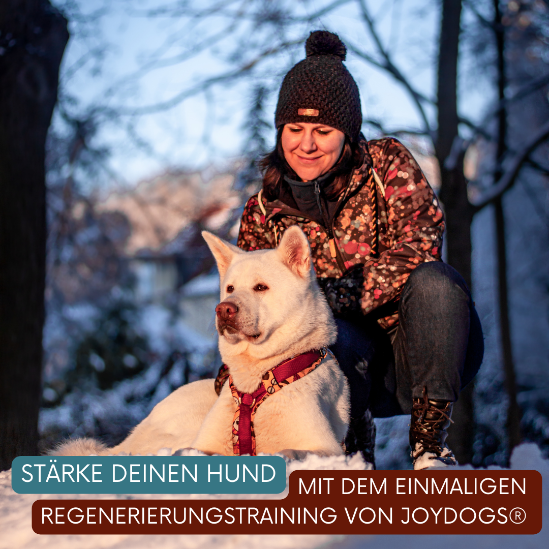 Onlinehundetraining