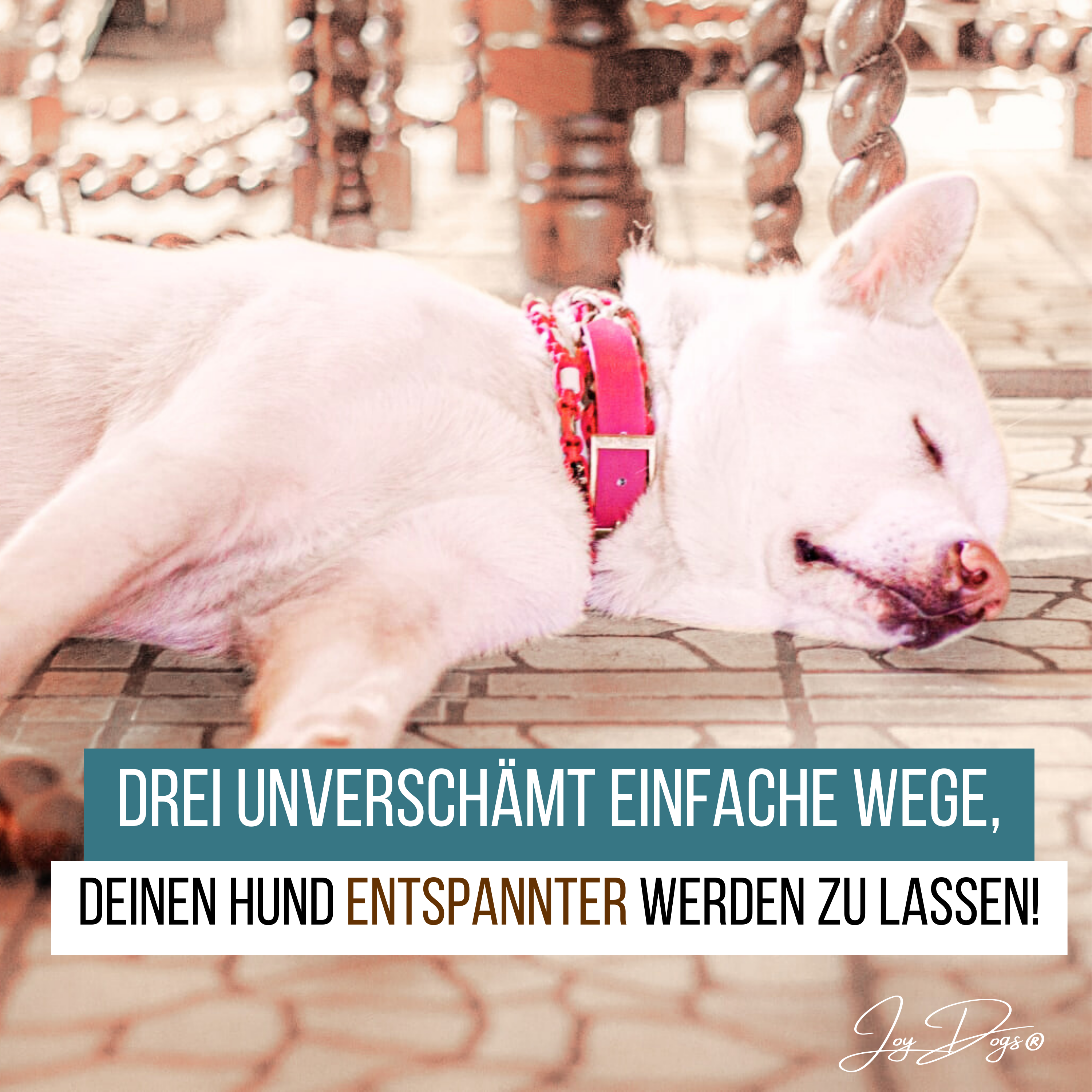 Drei unverschämt einfache wege, deinen Hund entspannter werden zu lassen!