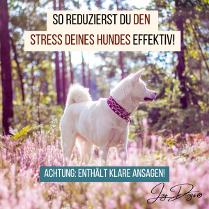 Wie du den Stress deines Hundes effektiv reduzierst