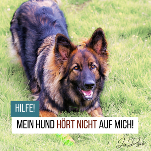 Hilfe, mein Hund hört nicht