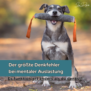 Mentale Auslastung beim Hund