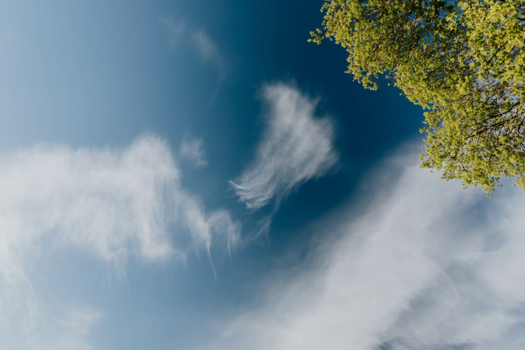 blue sky with some clouds and parts of a tree