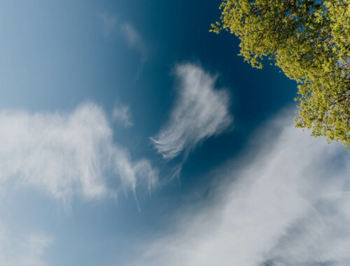 blue sky with some clouds and parts of a tree