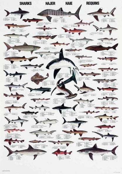 Plakat hajer