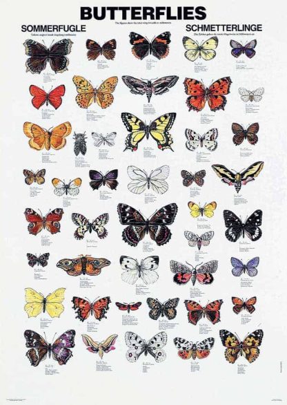 Plakat sommerfugle