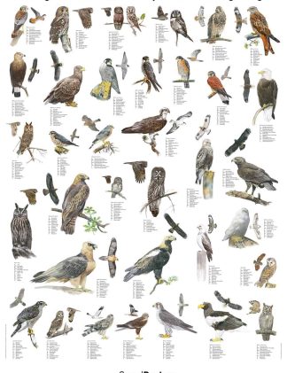 Plakat rovfugle og ugler