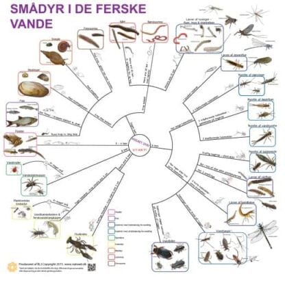 Bestemmelsesdug smådyr i ferske vande