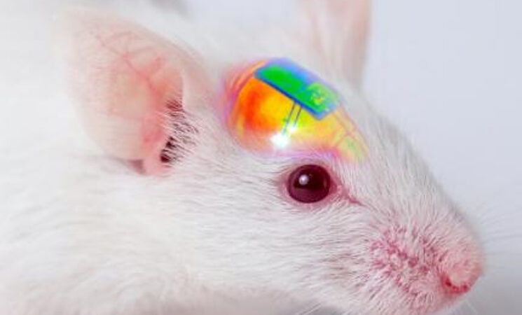 Wirelessly Rechargeable Soft Brain Implant Controls Brain Cells​