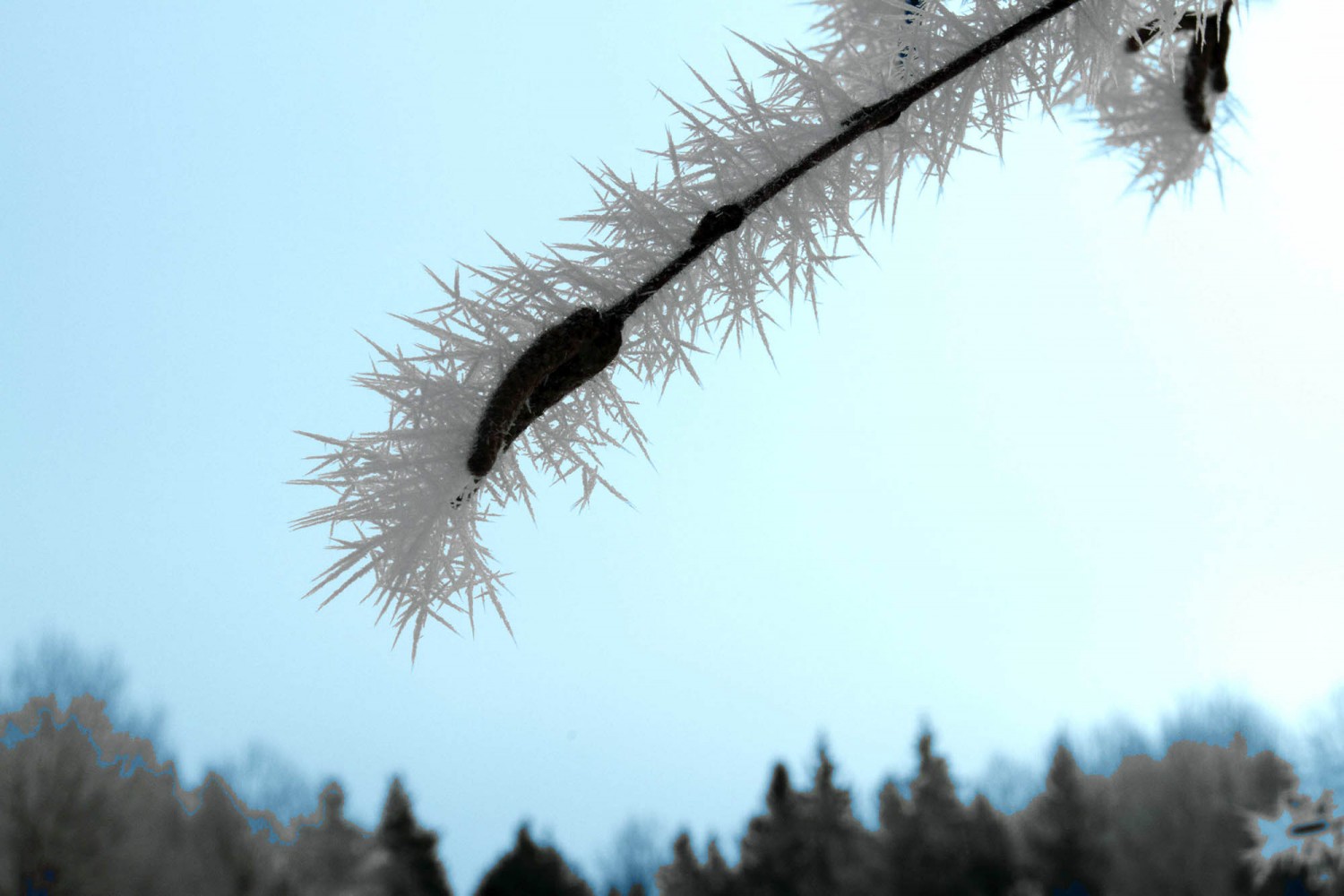 Frost_12
