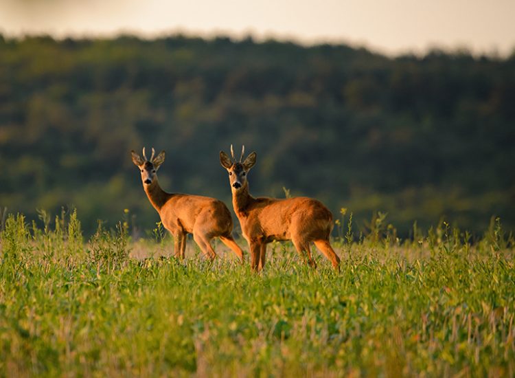 Two Roe bucks on the field