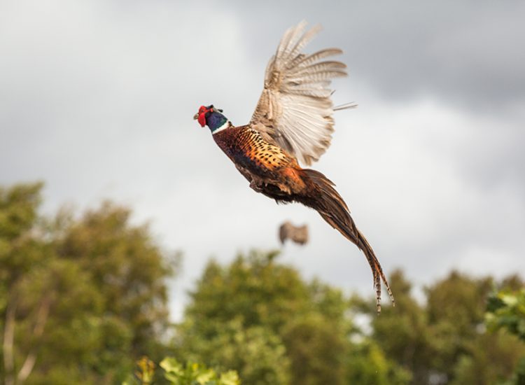 the-pheasant-A96SKUE